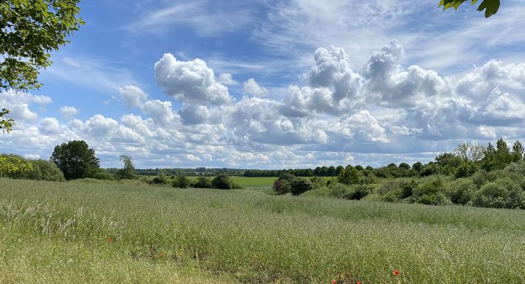Blick aus der Straße Am Buchenweg ins Grüne