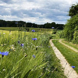 Natur rund um Marlow